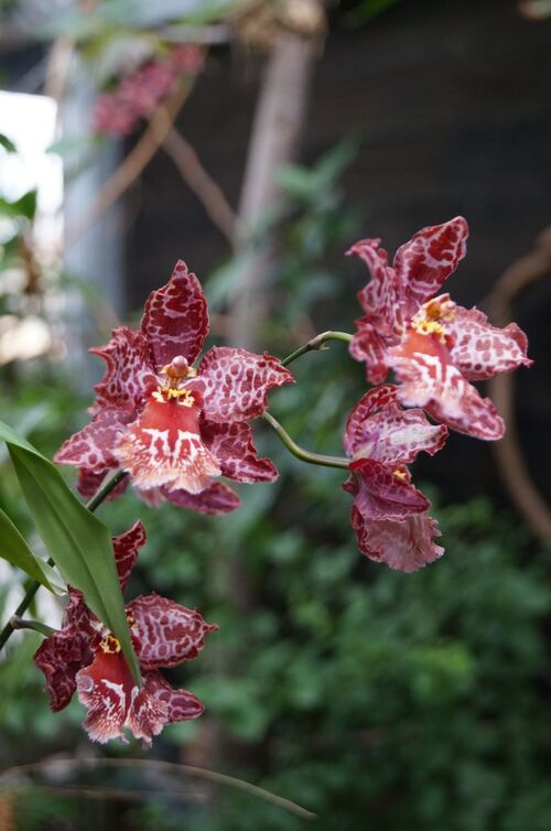 Orchidées