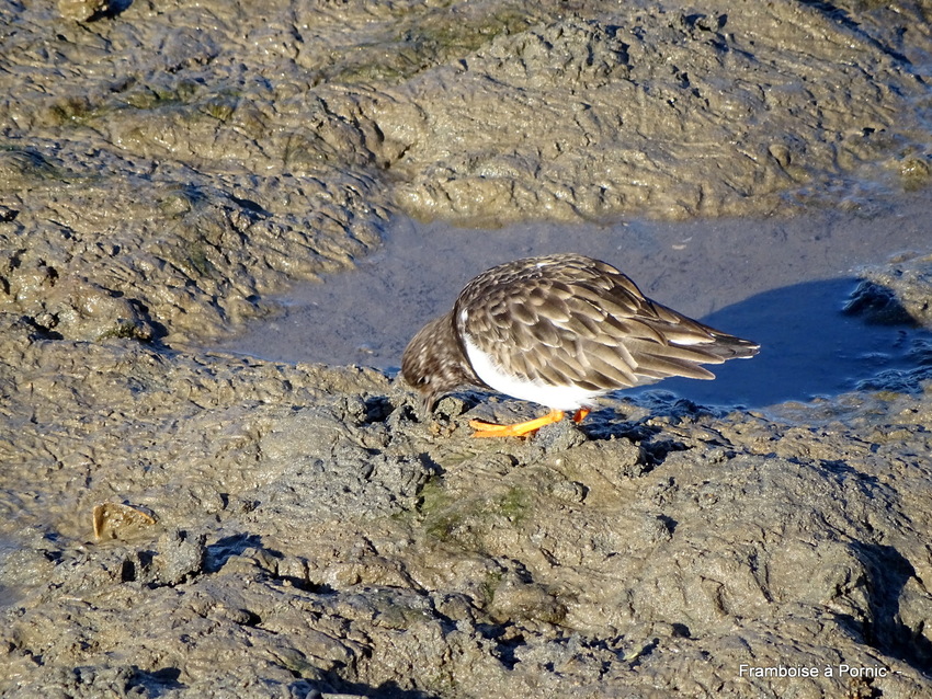 Oiseaux du littoral la Bernerie en retz 2022