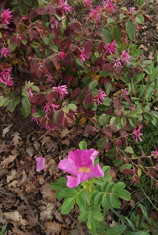 Loropetalum chinensis ' Blush ' et rosa rugosa