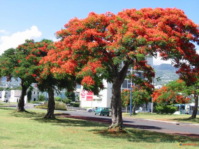 Balade Dans L'Île De La Reunion Voie Lactée Au-Dessus De L’Ile De La Réunion..