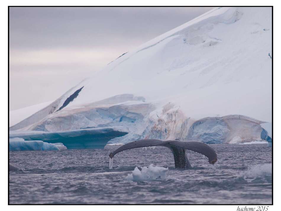 Baleine à bosse et iveberg