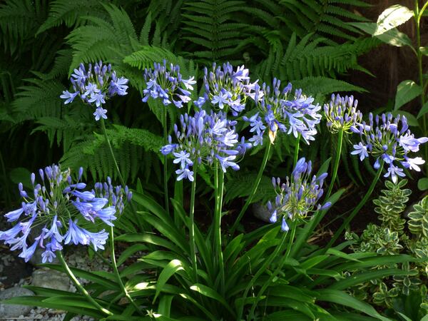 même pied d'agapanthes que la photo du dessus , les fleurs se sont ouvertes ,elles sont d'un bleu clair magnifique et sont restées fleurit plus d'un mois , celles-ci fleurissent plus vite que celles dans l'autre partie du jardin... 