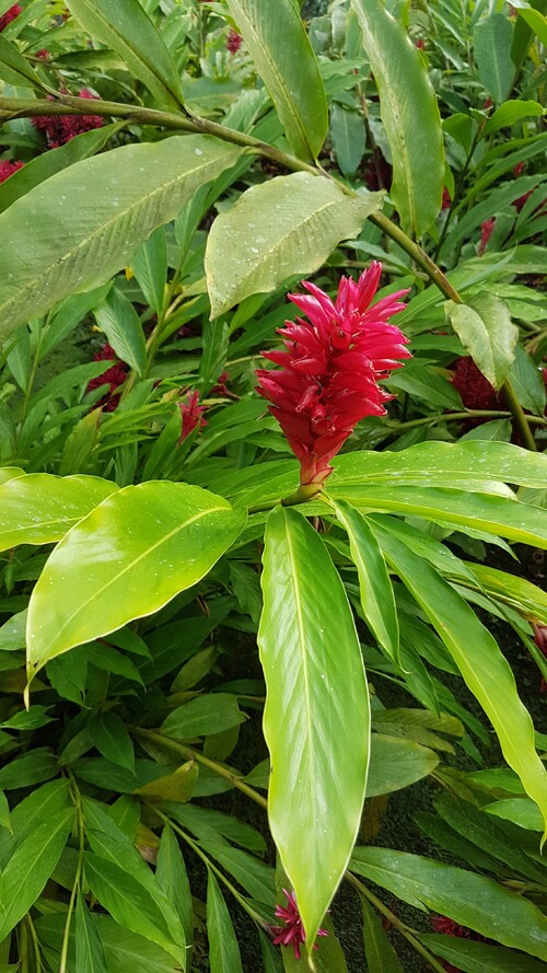 Jardins de Balata Martinique (suite)