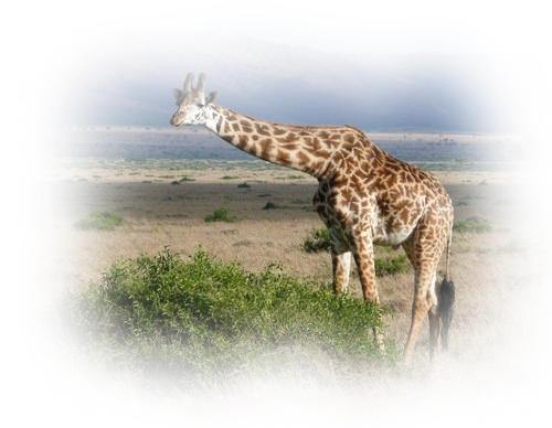 tube girafes