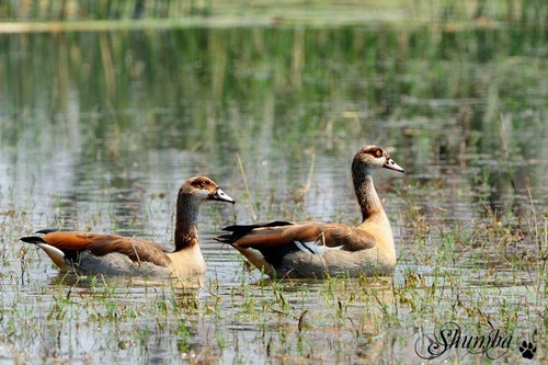 Birds of the delta