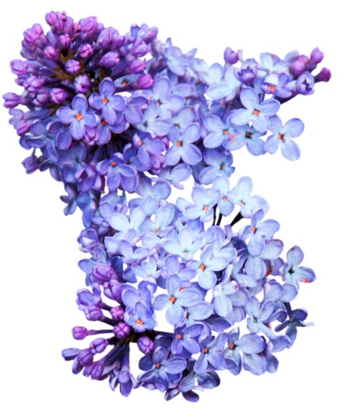 Lilas