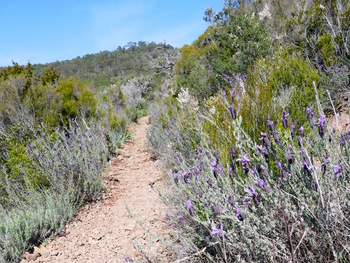 Le sentier fleuri par les lavandes des Maures