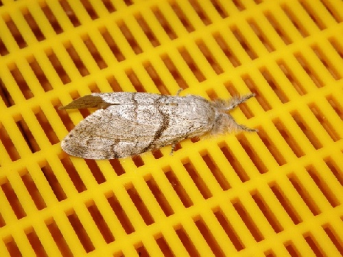 La chenille