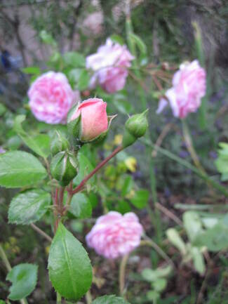 Rose ' Lovely Meilland ' ( Meiratcan )