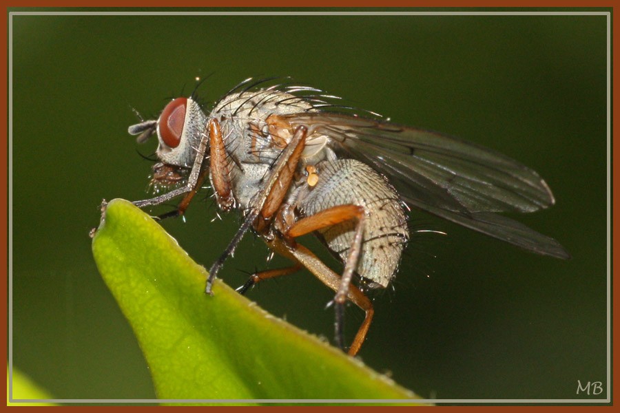 Insectes-03-1321.jpg