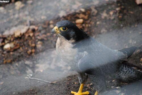 Oiseau Inconnu 5