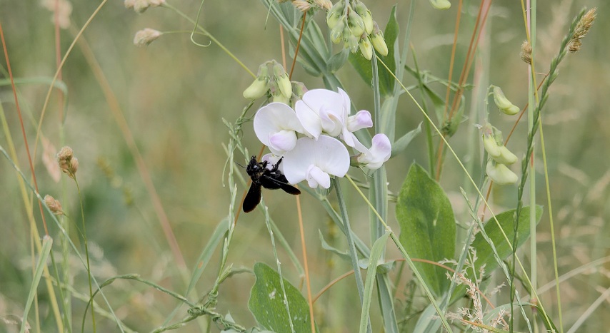 Le xylocope violet