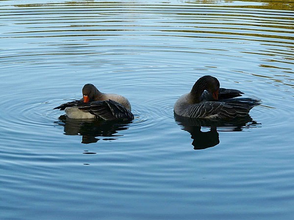 Oies-au-bain-11-11-12P1310761.JPG