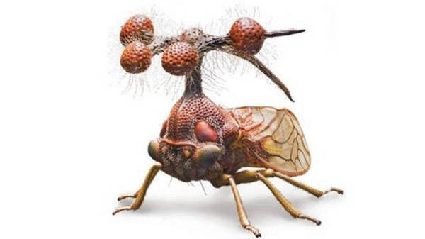 Insectes 2:  25 insectes terrifiantes