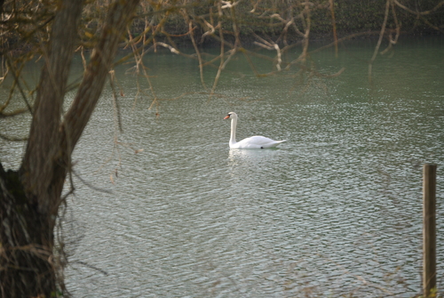 AUJOURD'HUI UN CYGNE