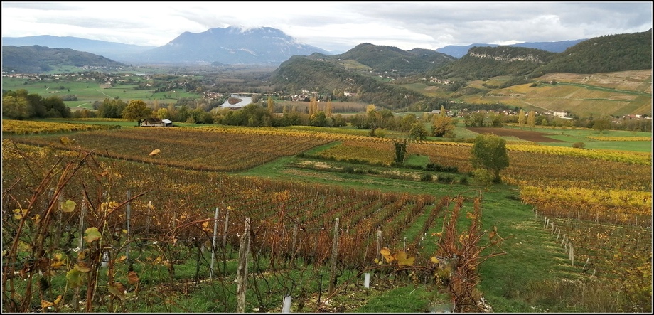 Dans les vignobles de Jongieux ( Savoie ) avant l'hiver !