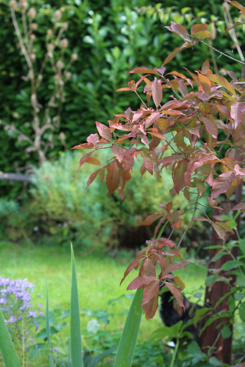 Jardin d'automne