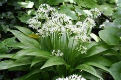 Allium Ursinum