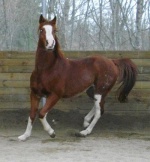 Quelques chevaux de la goutarende