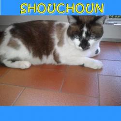 Chats perdus dans l'Hérault