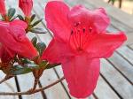 Identification par les fleurs !