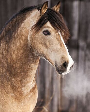 Welsh cob stallion Avg sized horse... itty bitty little face.: 