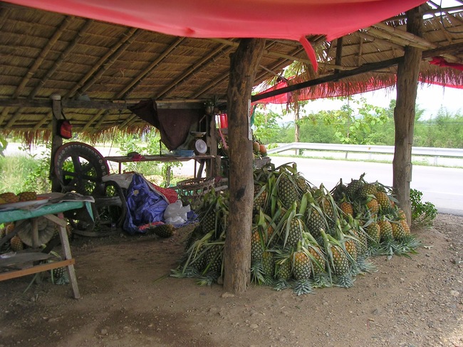 Thailande - Culture des ananas