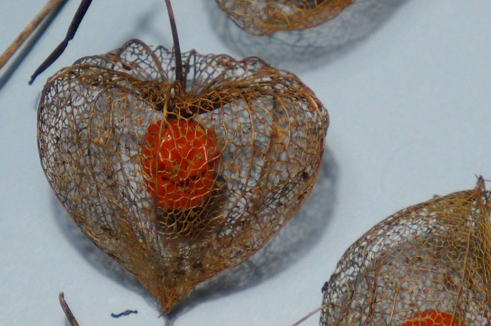 &quot;Amours en cage&quot; ou physalis - Février 2018...