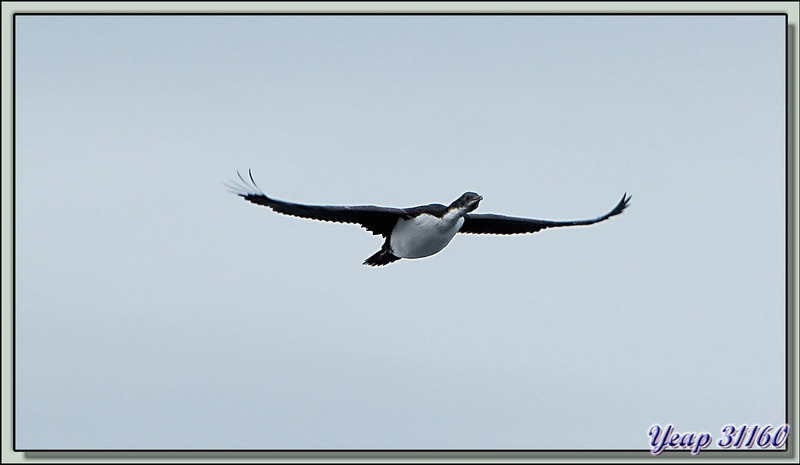Le vol des Cormorans impériaux pris du balcon de notre cabine de l'Austral - Entre Saunders Island et Wooly Gut - Falkland Islands, Iles Malouines, Islas Malvinas