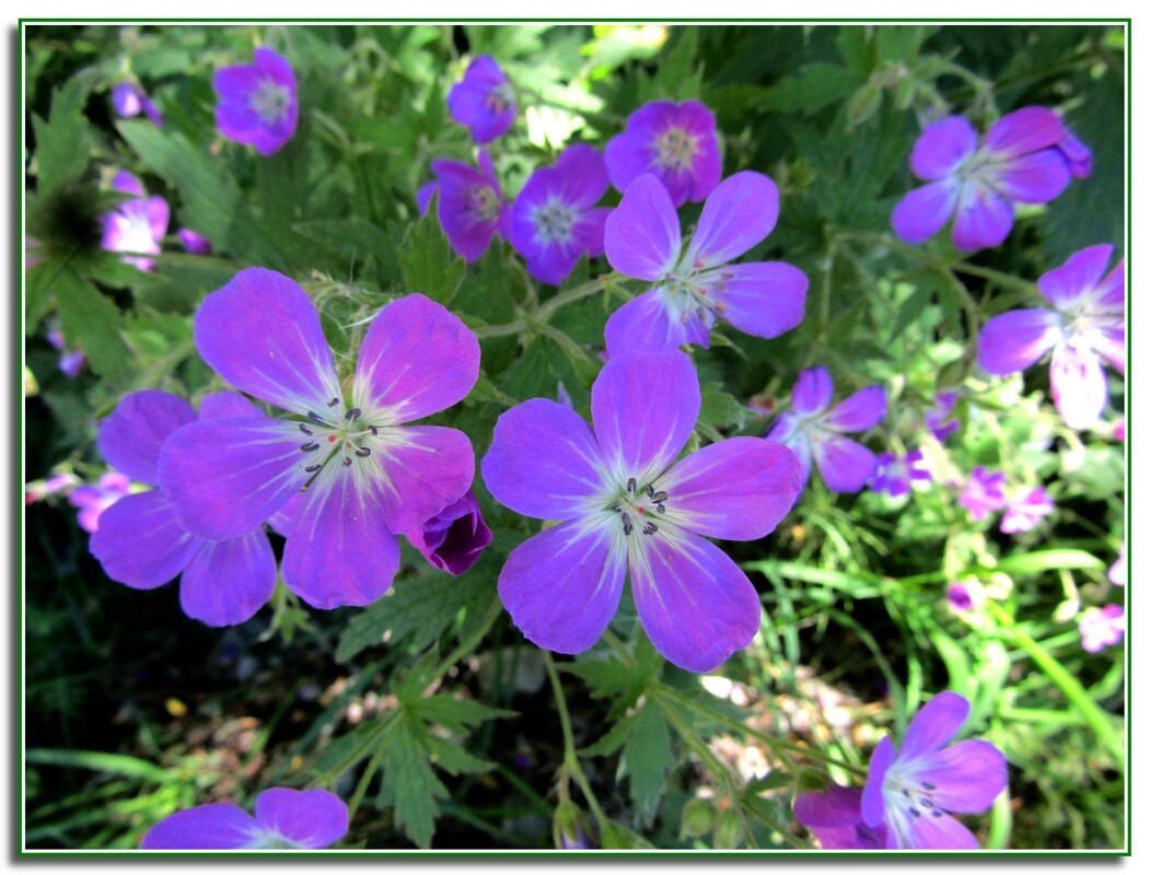 FLEURS DE NOS MONTAGNES --LES ALPES