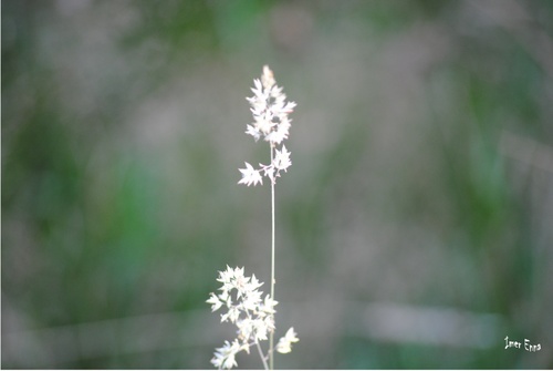 Jeux d'herbes!