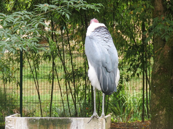 Zoo de Beauval (3).