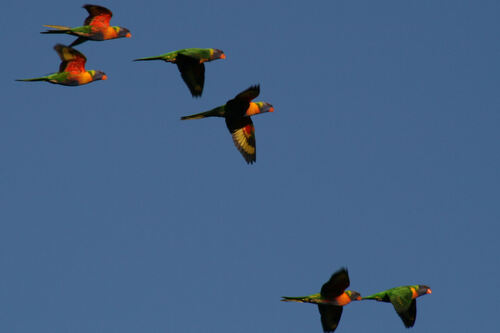 Loriquet de Swainson (Rainbow Lorikeet) NSW Australie