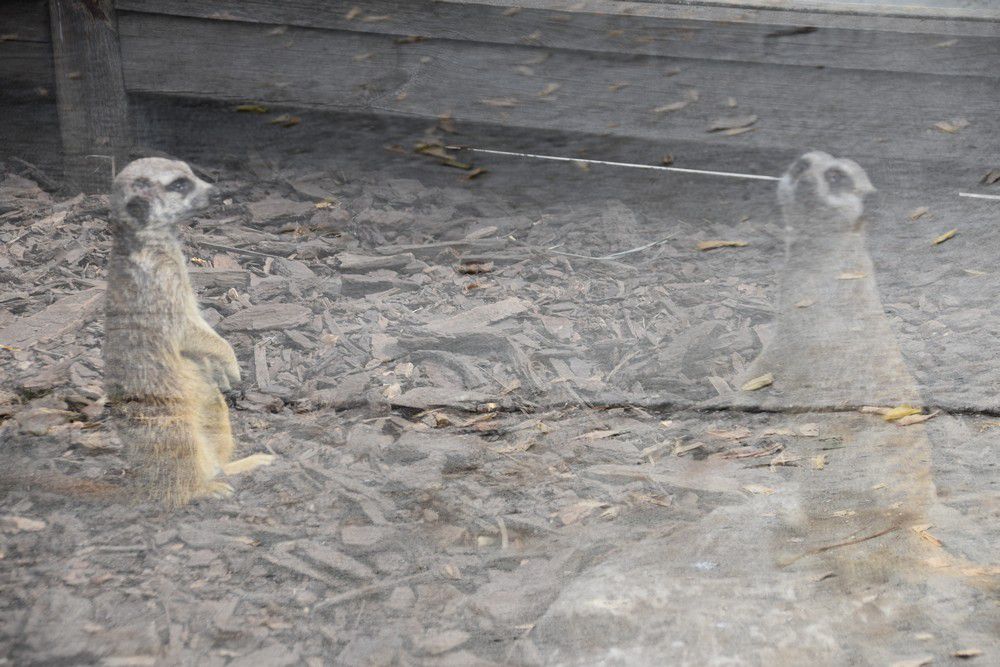 Les suricates du zoo de La Teste...
