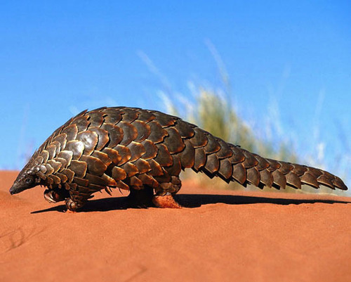 Le Pangolin