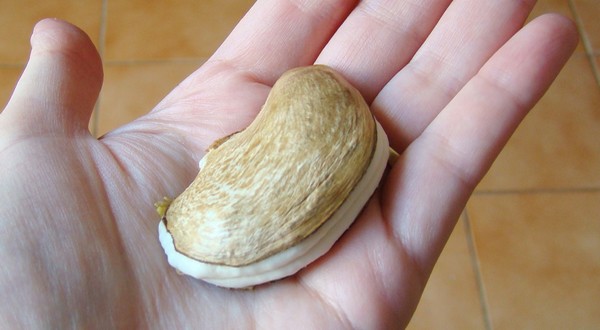 Planter Un Noyau De Mangue L Atelier D Isa