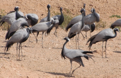 De Gajner à Jaisalmer.