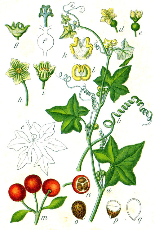 Bryone dioïque Bryonia dioica planche (Sturm64).jpg