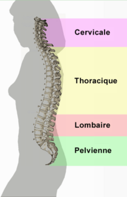 Ostéoporose