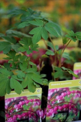 Famiflora - Printemps 2019
