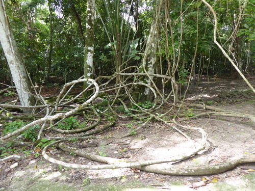 Guatemala, 12ème jour (1) Flores Tikal 