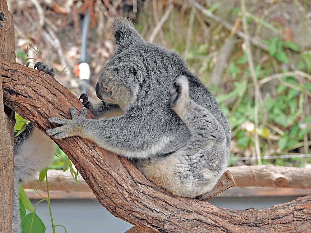 Les Koalas de Kuranda - Australie