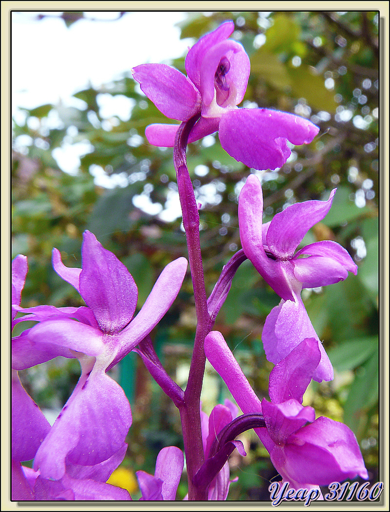 Orchidée de notre jardin - Lartigau - Milhas - 31  (Flore)