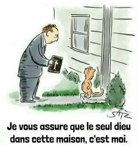 Rien que des chats pitres !