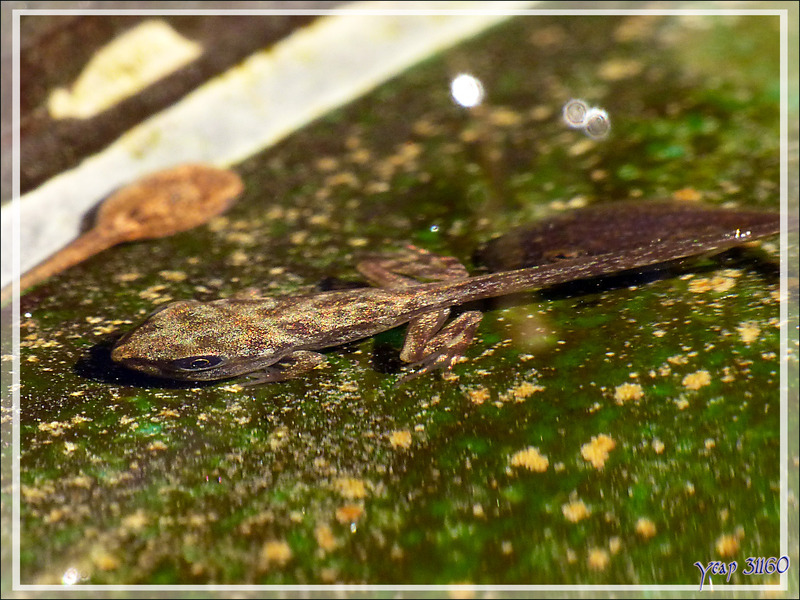 Les larves de batraciens de mon bassin auxiliaire (sans poisson) - Lartigau - Milhas - 31