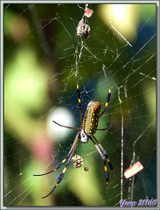 Blog de images-du-pays-des-ours : Images du Pays des Ours (et d'ailleurs ...), Araignée d'or, Golden Orb Weaver (Nephila clavipes) - Costa Rica