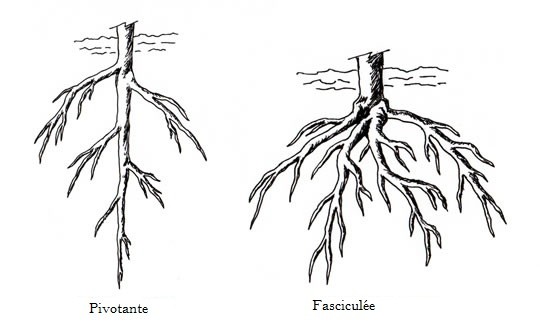 racine pivotante
