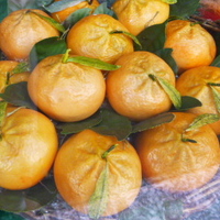 La liqueur de mandarines sicilienne comme un LIMONCELLO !