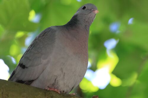 Pigeon Colombin (Stock Dove)