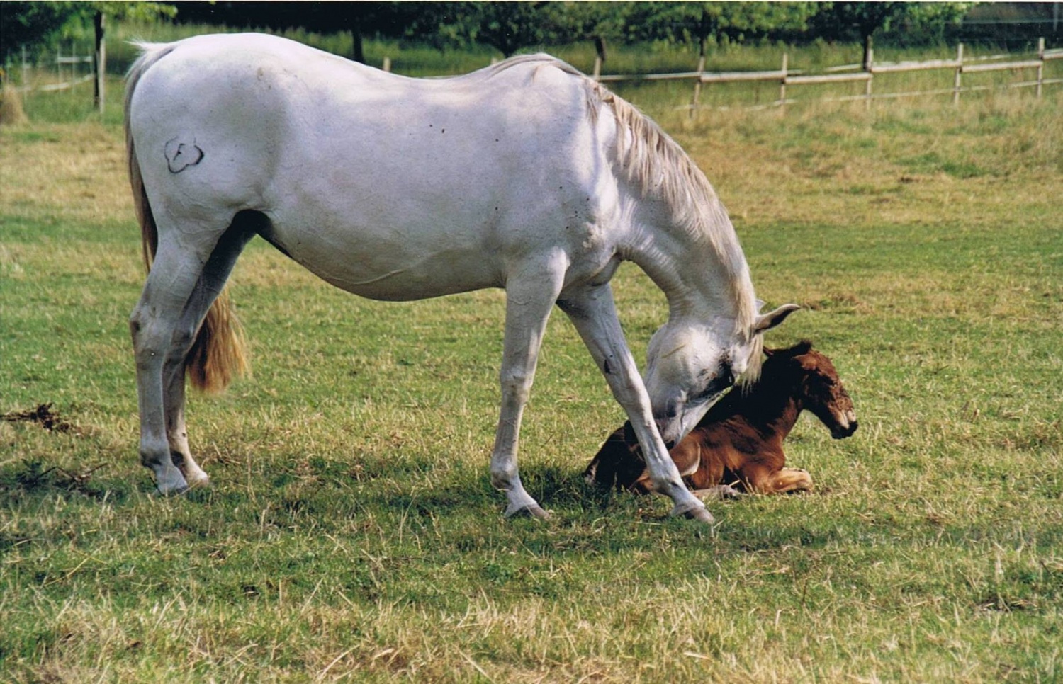 site de rencontre lusitanien